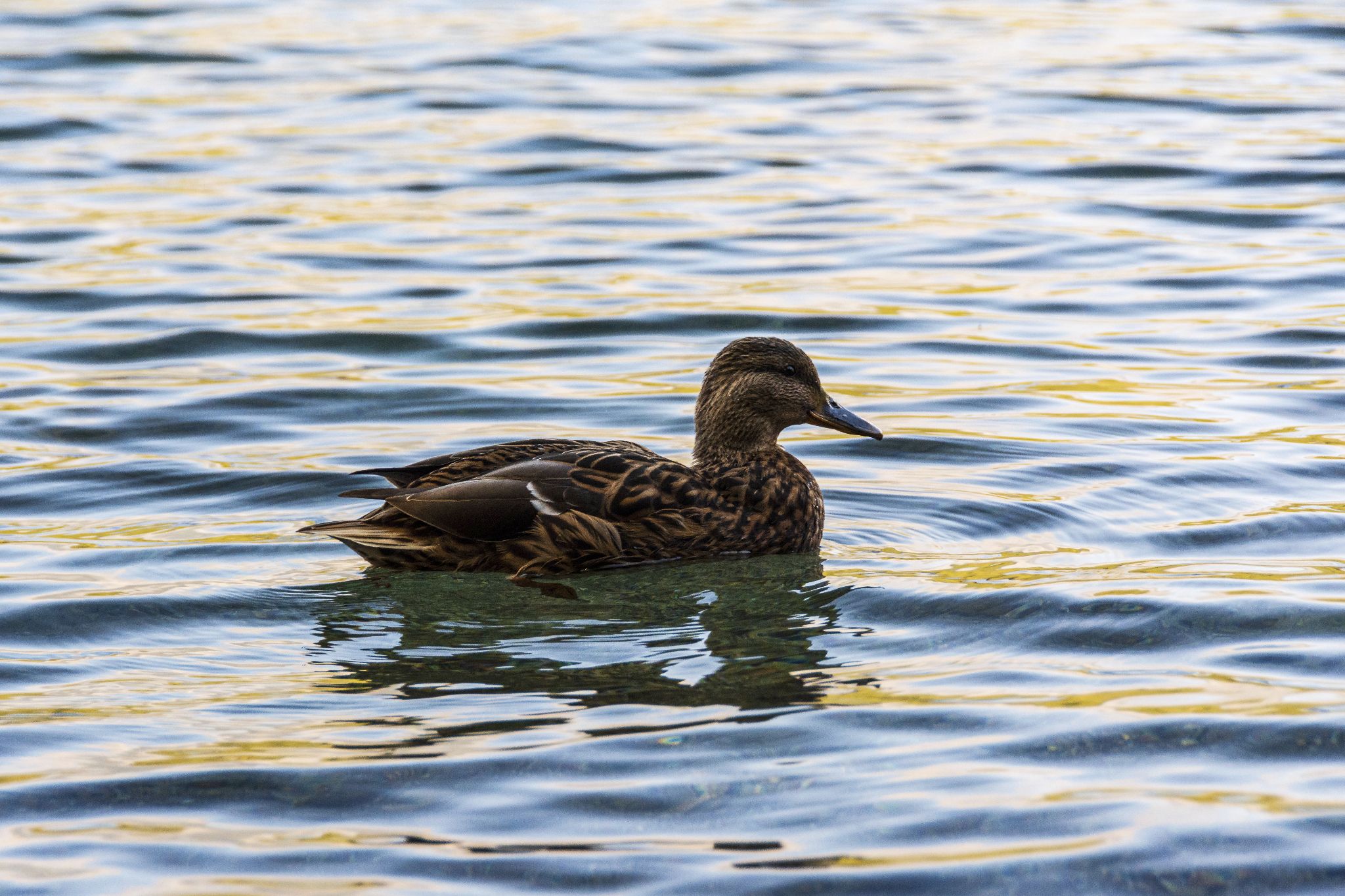 Kajaktour Eibsee 09.10.2021